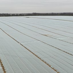 AGRIMPEX SPÓŁKA Z OGRANICZONĄ ODPOWIEDZIALNOŚCIĄ - Rozległe pole uprawne przykryte białą agrowłókniną, widok z góry. W tle drzewa i pochmurne niebo. Równoległe rzędy upraw. Ochrona roślin przed przymrozkami.