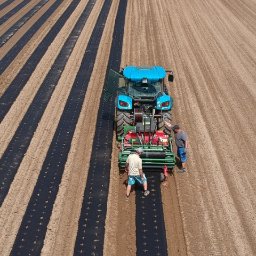Mechaniczne rozkładanie włókniny przeciw chwastom wymaga minimalnego nakładu pracy, dzięki czemu zmniejszają się również koszty produkcji rolniczej ponoszone przez właścicieli plantacji.
