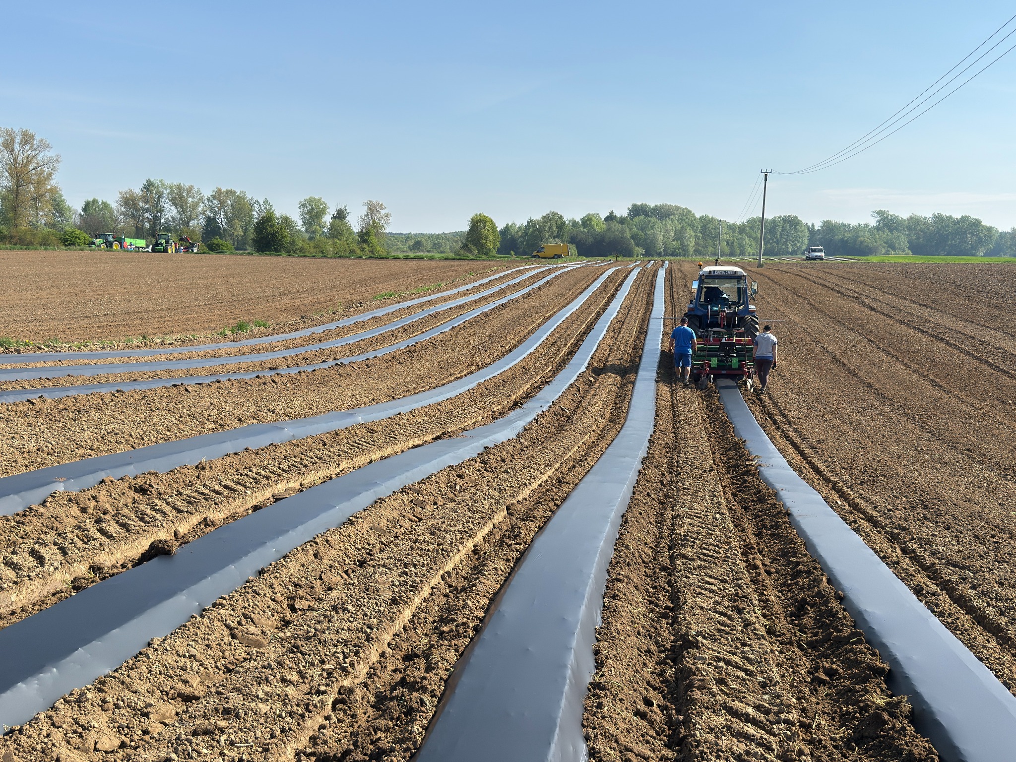 Traktor z pracownikami rozkłada folię ściółkującą na polu uprawnym w słoneczny dzień. W tle widoczne drzewa i inne maszyny rolnicze.
