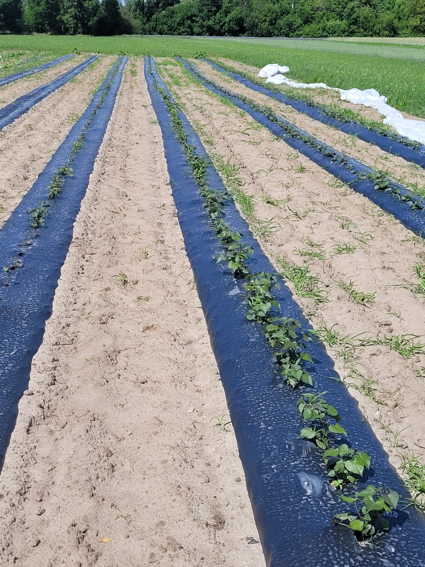 Rzędy upraw z włókniną przeciw chwastom na polu uprawnym. W tle zieleń drzew. Włóknina rozłożona mechanicznie. Perspektywa z dołu.