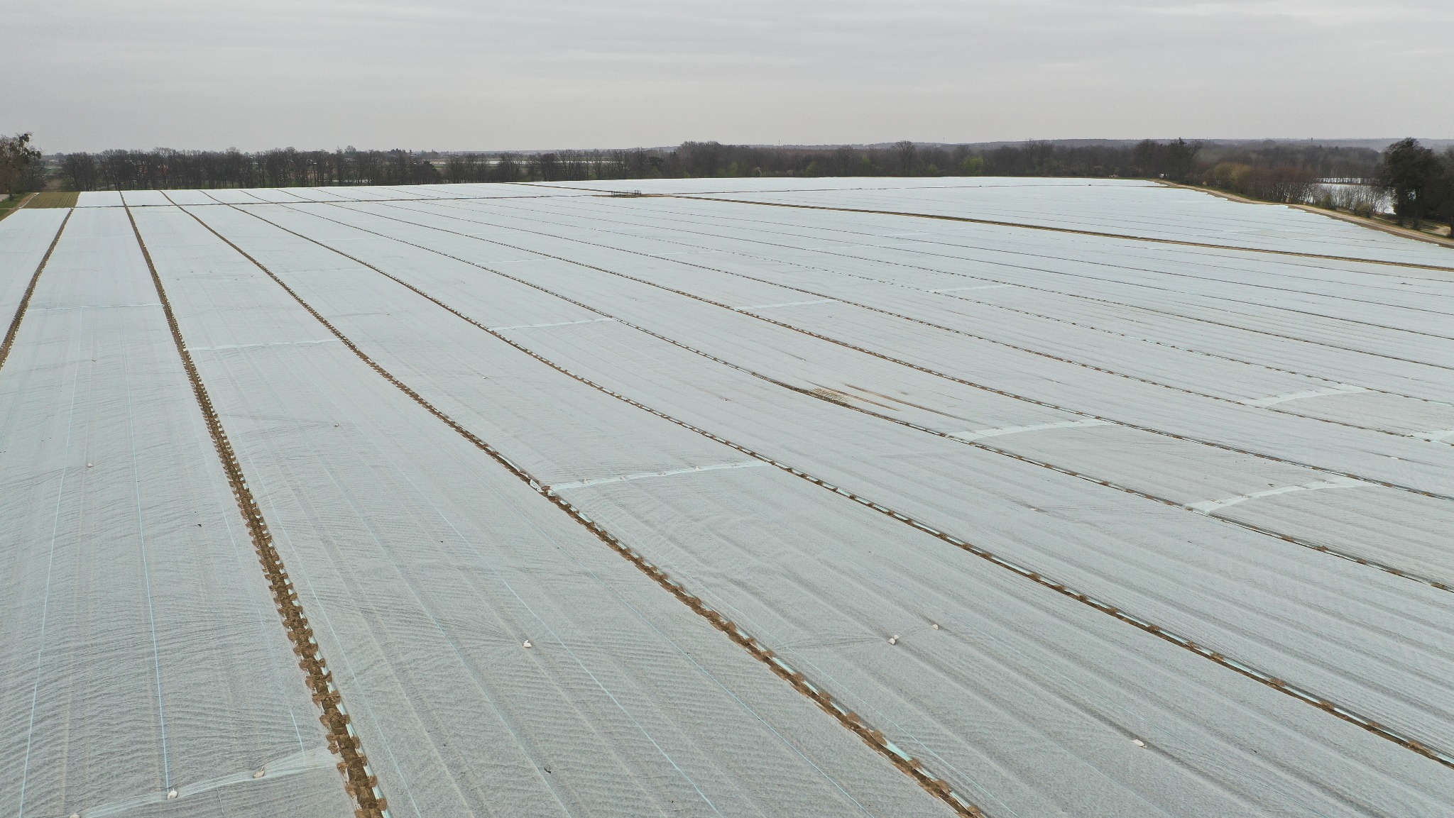 Rozległe pole uprawne przykryte białą agrowłókniną, widok z góry. W tle drzewa i pochmurne niebo. Równoległe rzędy upraw. Ochrona roślin przed przymrozkami.