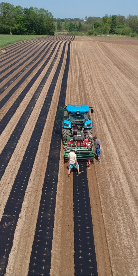 Rozkładanie czarnej włókniny na polu uprawnym za pomocą traktora. Widok z góry ukazuje równe rzędy i dwóch mężczyzn nadzorujących proces.