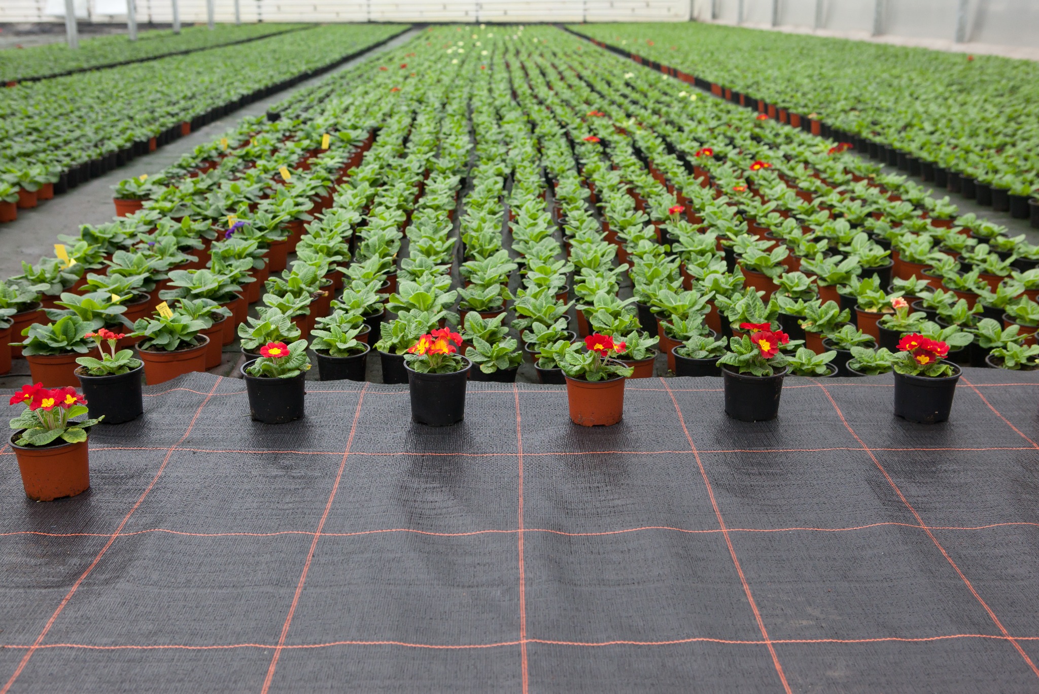 Rzędy doniczek z kwitnącymi prymulkami w szklarni, widok z perspektywy. Czarna mata z czerwoną kratką na pierwszym planie. Różne kolory kwiatów.