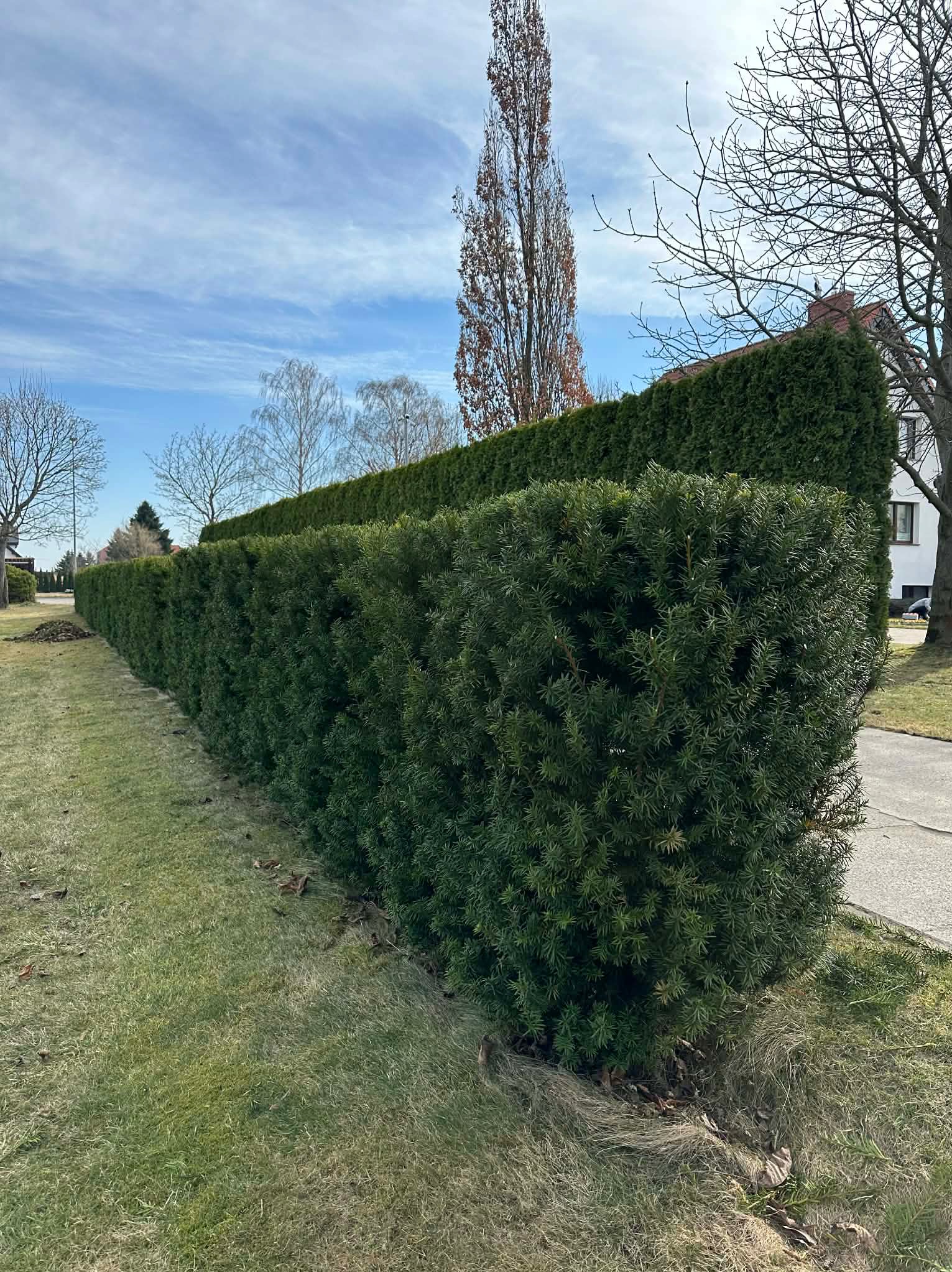 Przycinanie żywopłotu