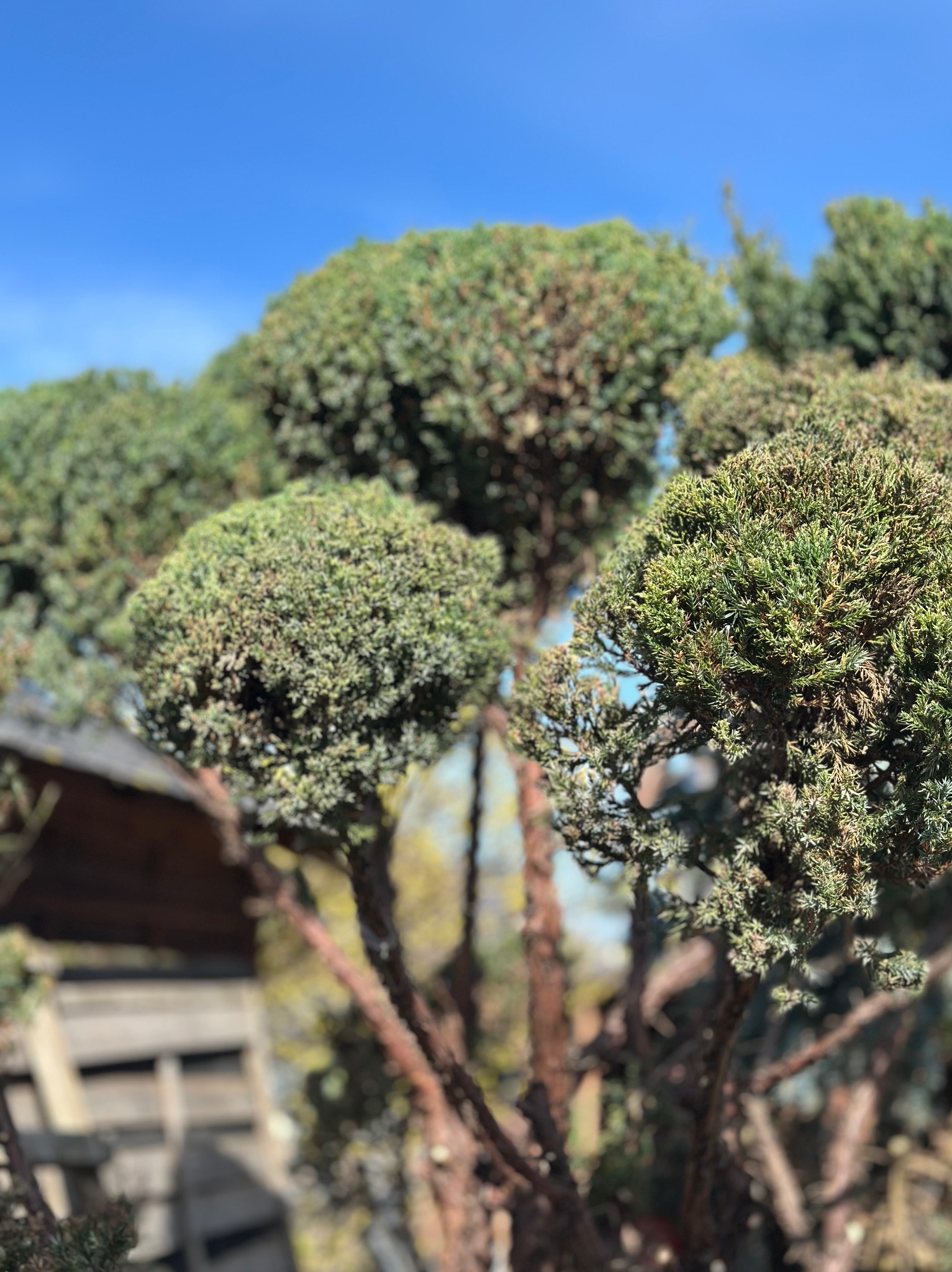 Formowanie jałowca w chmurki , z baardzo ciezkiego stanu