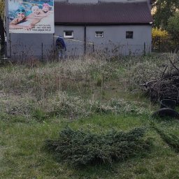 Sadzenie drzew i krzewów Żory