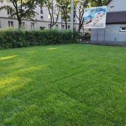 Wycinka drzew Żory 1