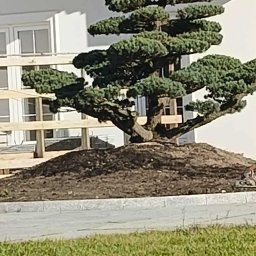 GREEN CRAFT - Uformowane drzewo iglaste na kopcu ziemi, świeżo posadzone przed białym budynkiem z ciemnym dachem. Widoczne podpory z drewna. Trawa w pierwszym planie.