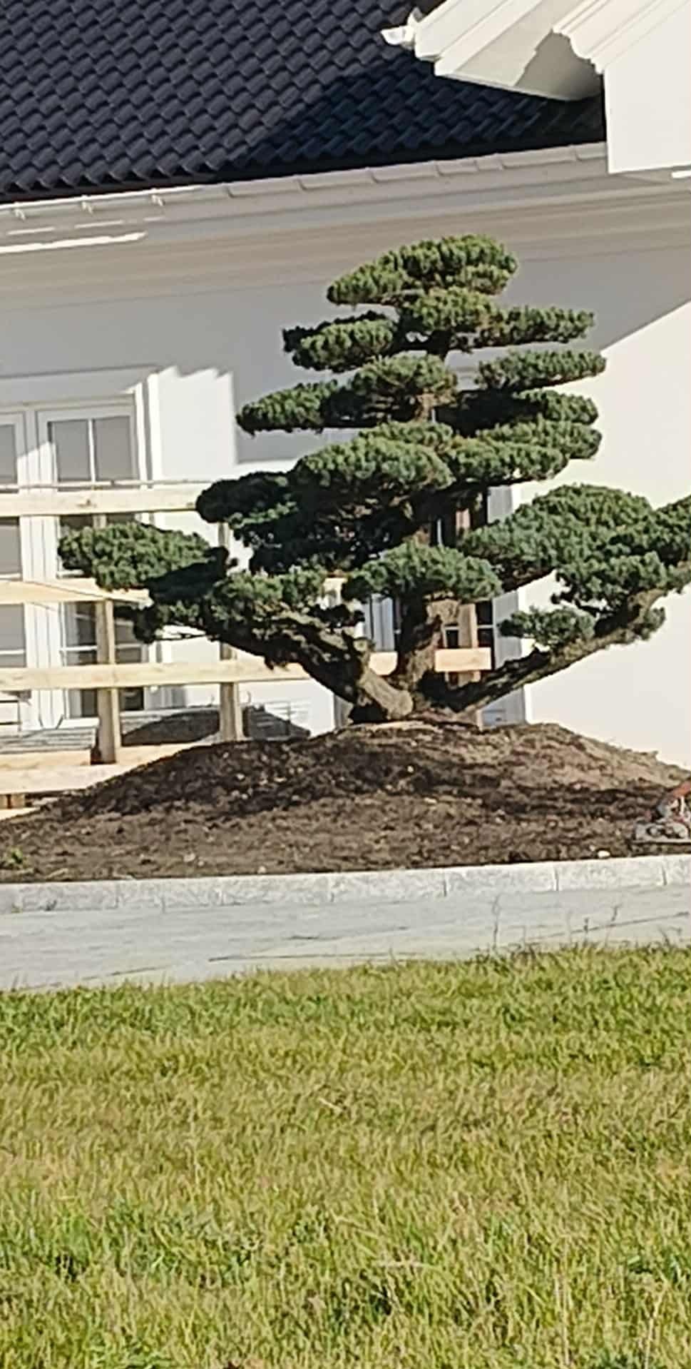 Uformowane drzewo iglaste na kopcu ziemi, świeżo posadzone przed białym budynkiem z ciemnym dachem. Widoczne podpory z drewna. Trawa w pierwszym planie.