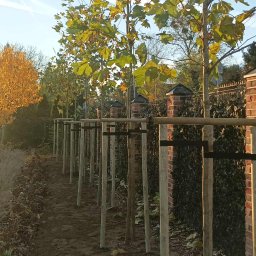 NeoPlant - Profesjonalne Sadzenie Drzew Chodzież