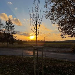 Nasadzenia kompensacyjne dla firmy w Pile