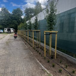 Sadzenie klonów polnych i cisów