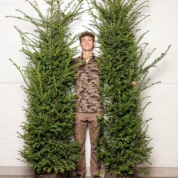 Nasze piękne 2-metrowe cisy