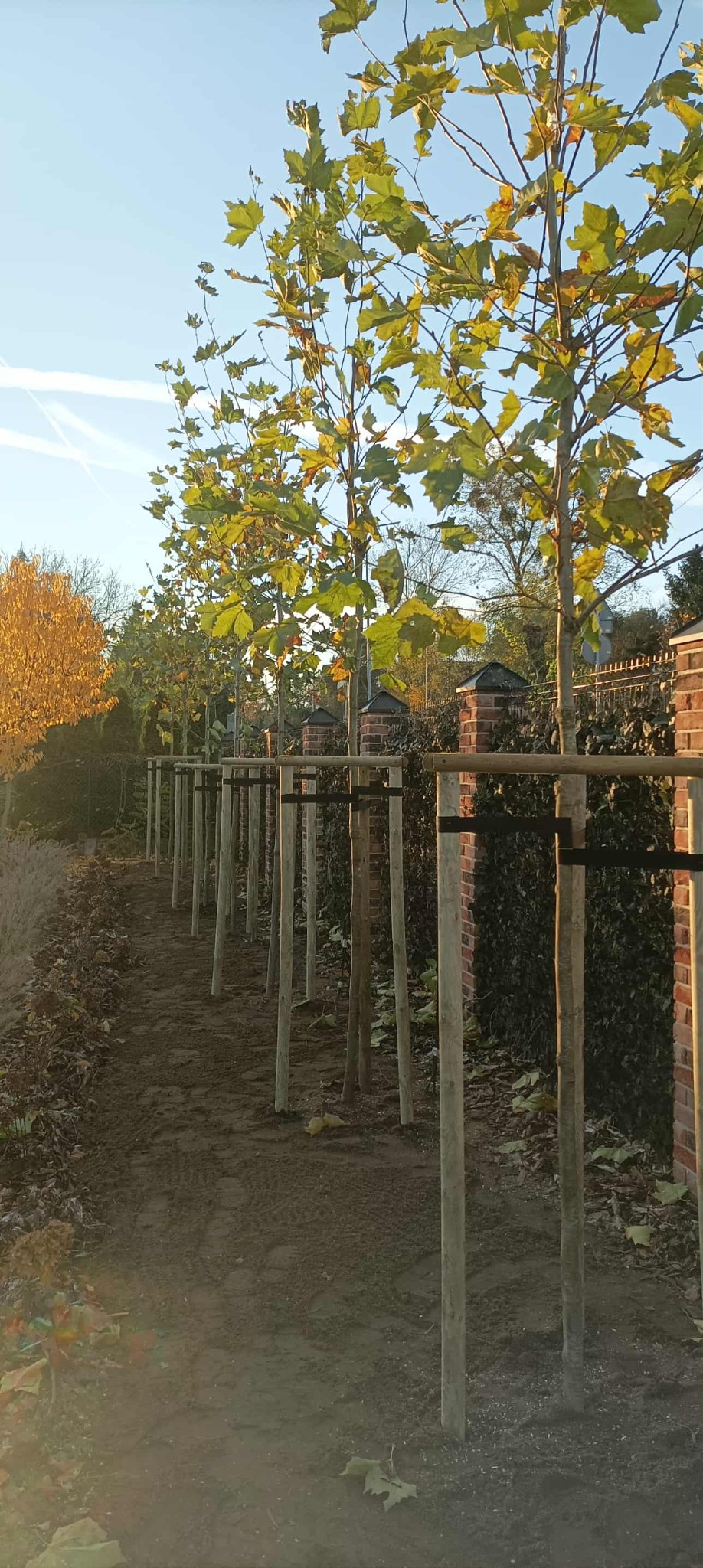 Dostawa i sadzenie Platanów 14/16