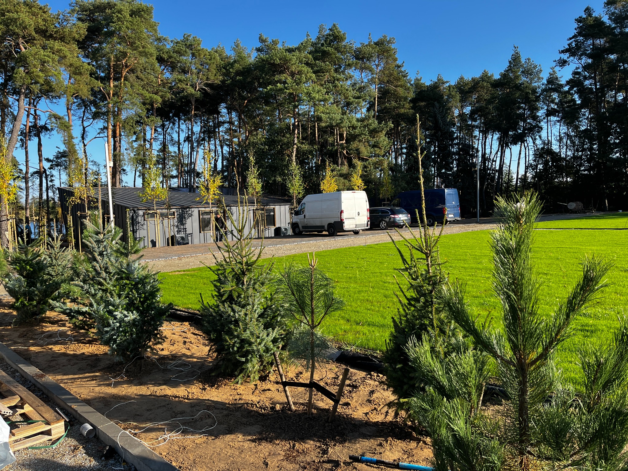 Sadzenie ponad 100 iglaków