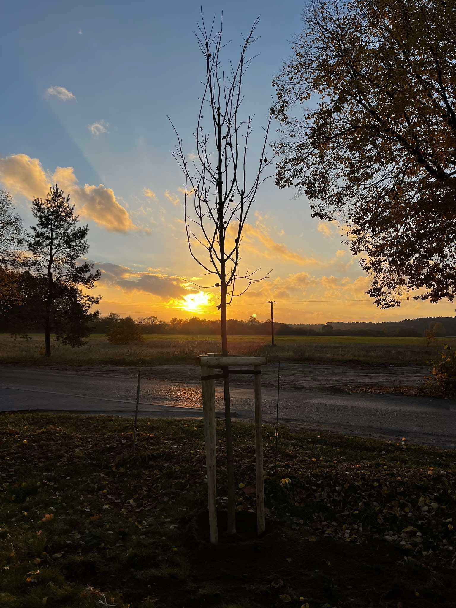 Nasadzenia kompensacyjne dla firmy w Pile