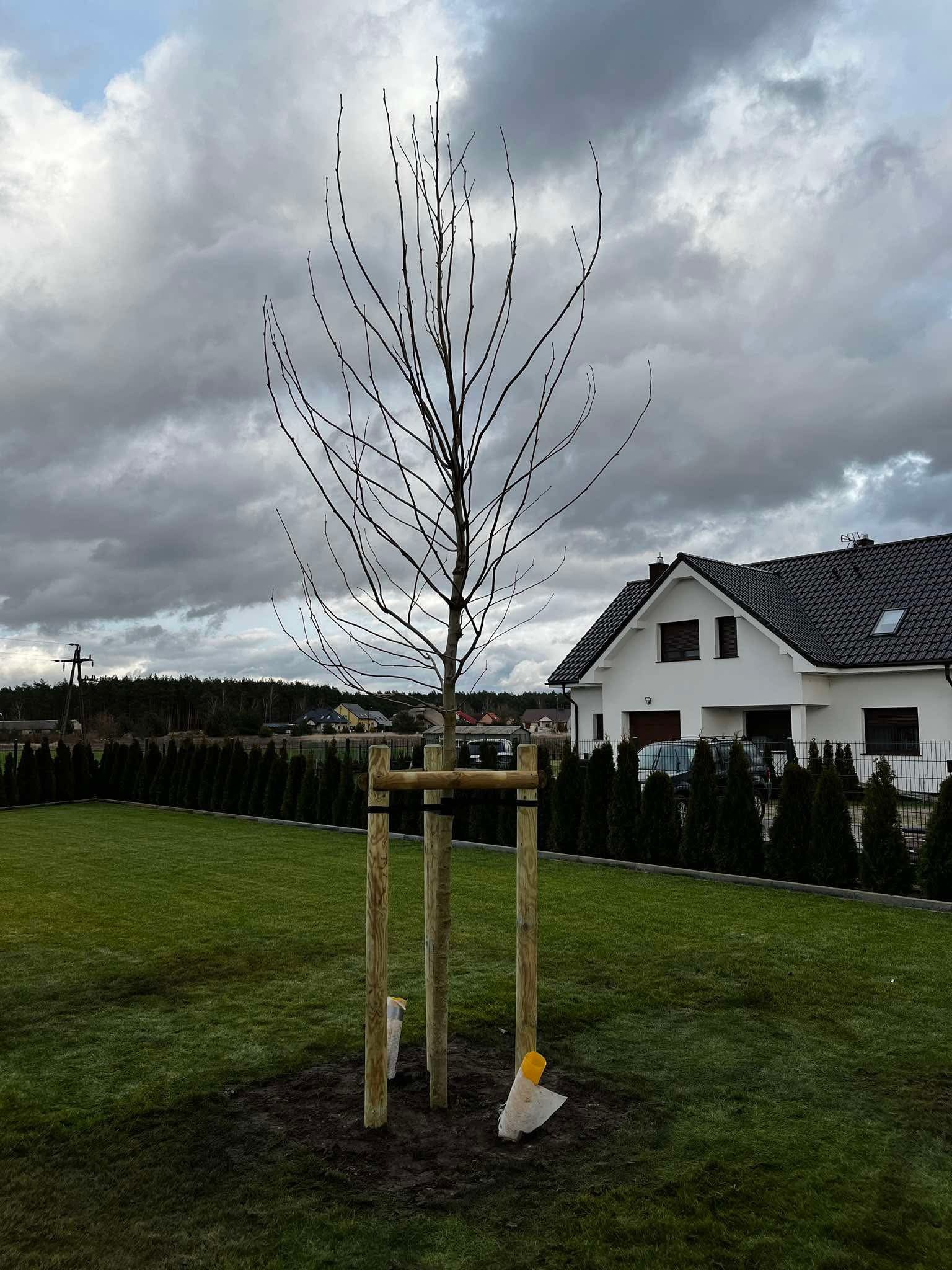 Sadzenie platana 20/25