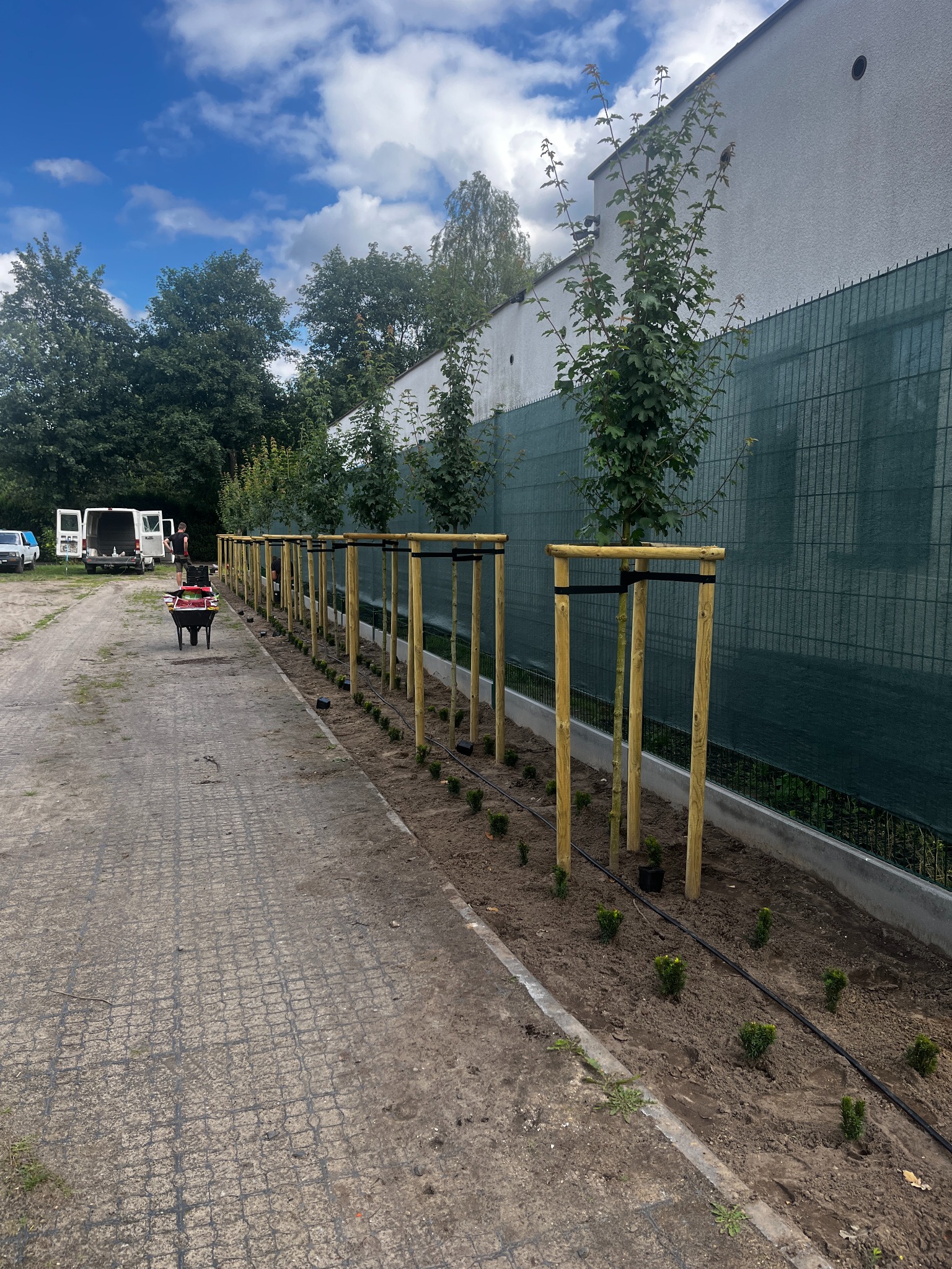 Sadzenie klonów polnych i cisów