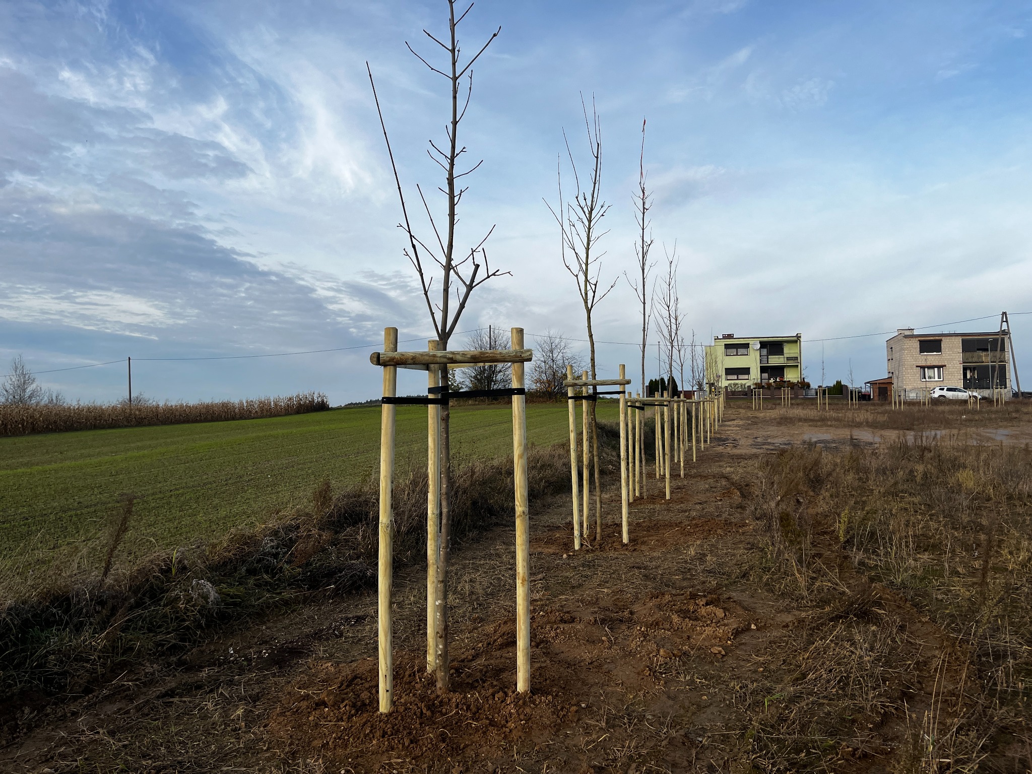 Sadzenie 30 klonów, nasadzenia zastępcze