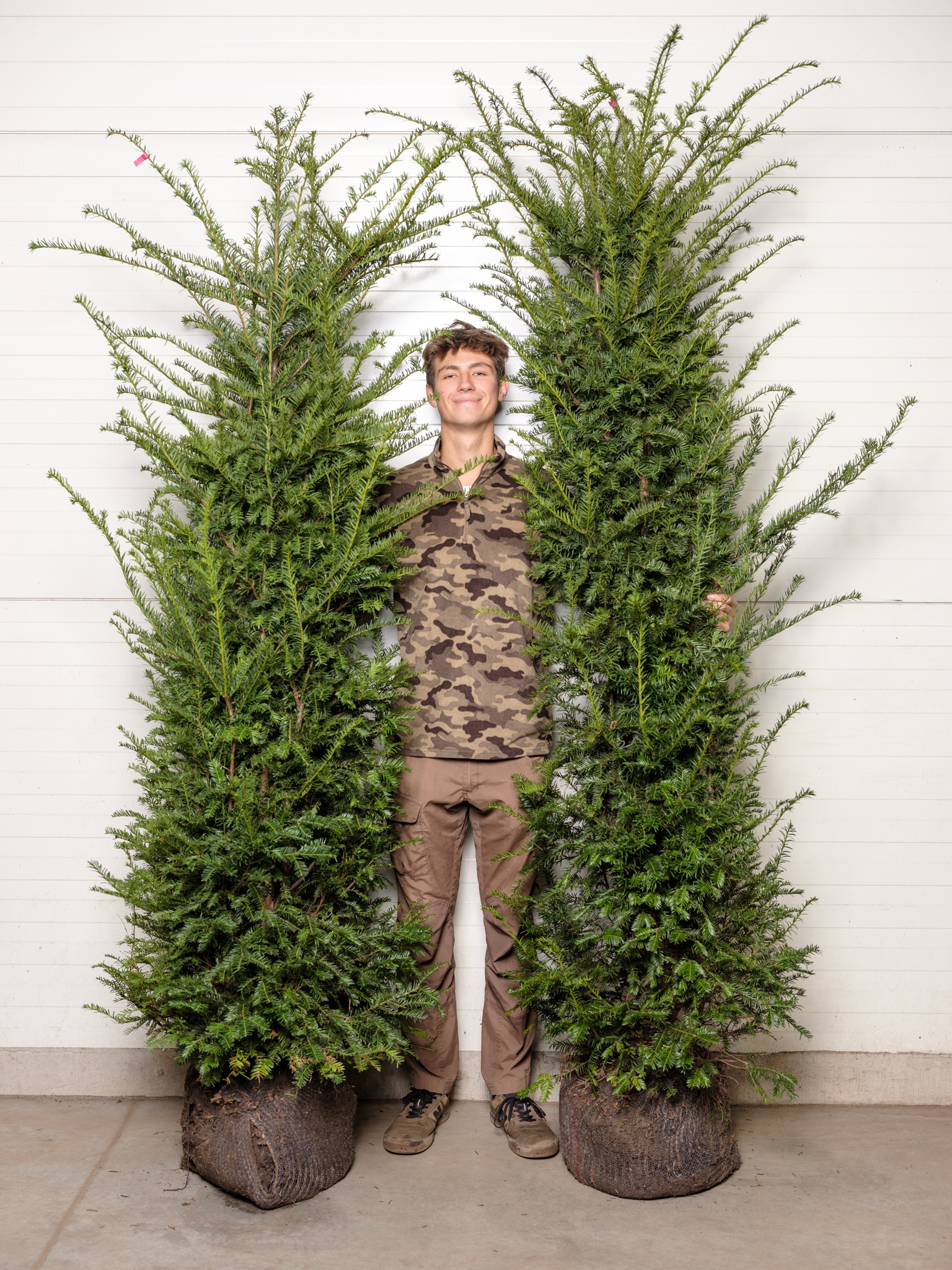 Nasze piękne 2-metrowe cisy