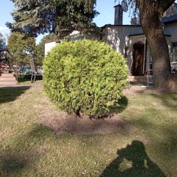 Greenpat Usługi Ogrodnicze Patryk Granisz - Krzew w kształcie kuli na trawniku przed domem. Widoczny cień osoby robiącej zdjęcie. Krzew po formowaniu, równo przycięty. Słoneczny dzień.