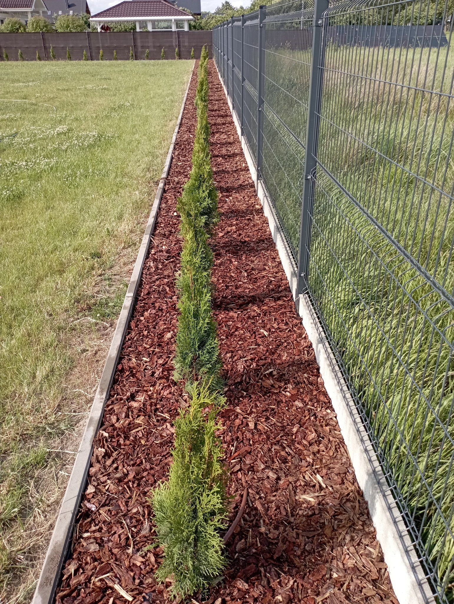 Żywopłot z tujek, wyściółkowanie, Agrowłóknina