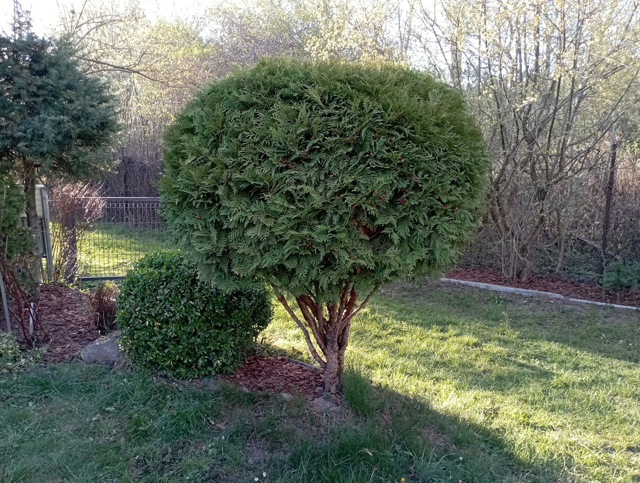 Okrągła tuja na trawniku, formowana w kulę, obok mniejszy krzew. W tle drzewa i metalowe ogrodzenie. Słoneczny dzień, cień na trawie.