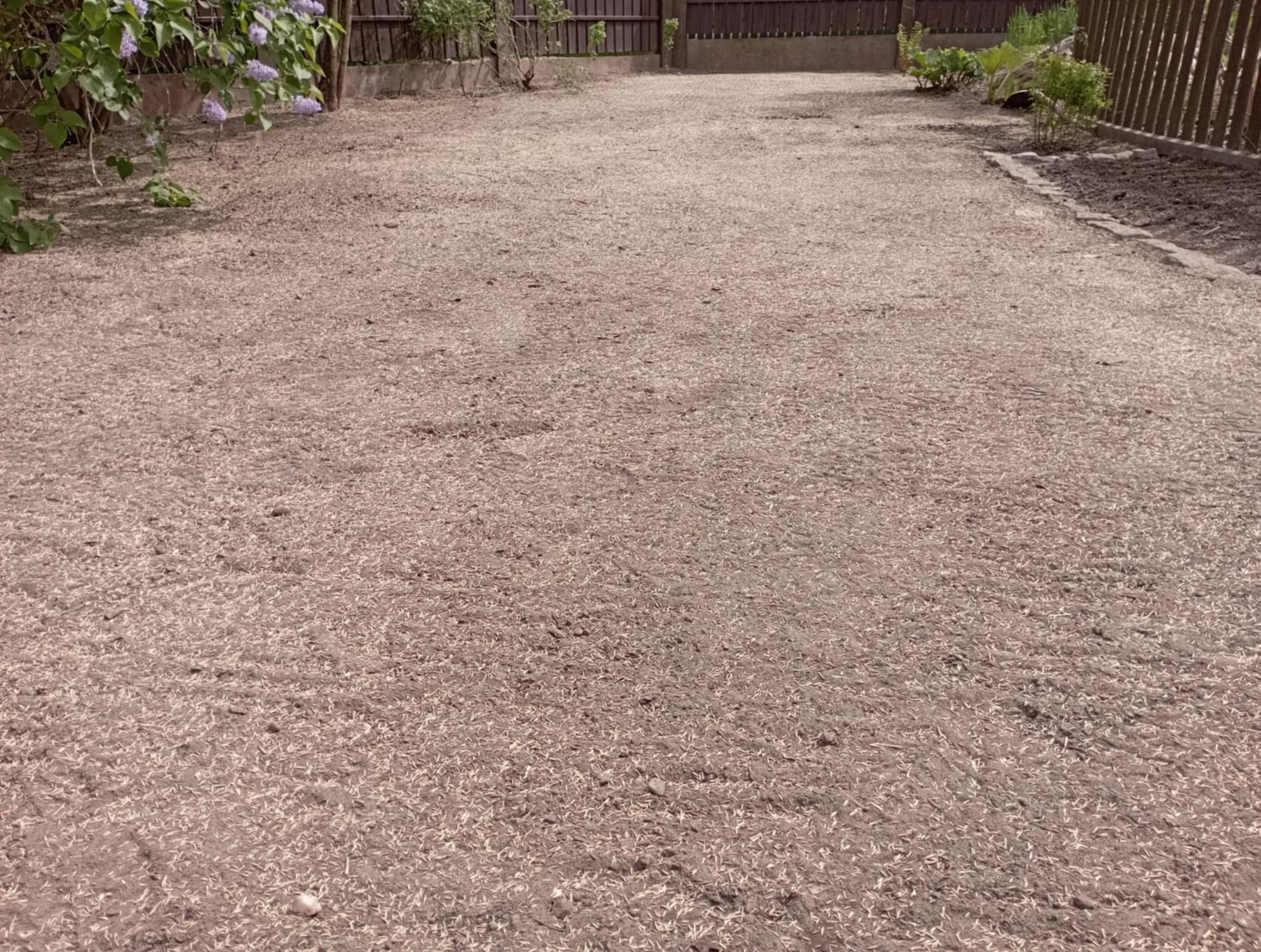 Przygotowany teren pod trawnik po wysiewie nasion, widoczne nasiona na wyrównanej ziemi. W tle drewniany płot i roślinność.