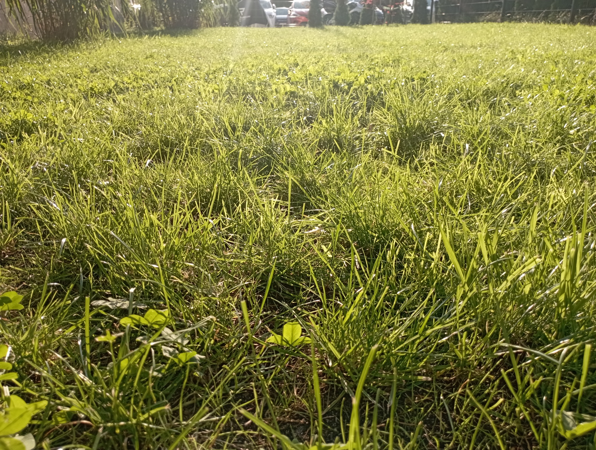 Pielęgnacja trawnika - opryski, nawożenie