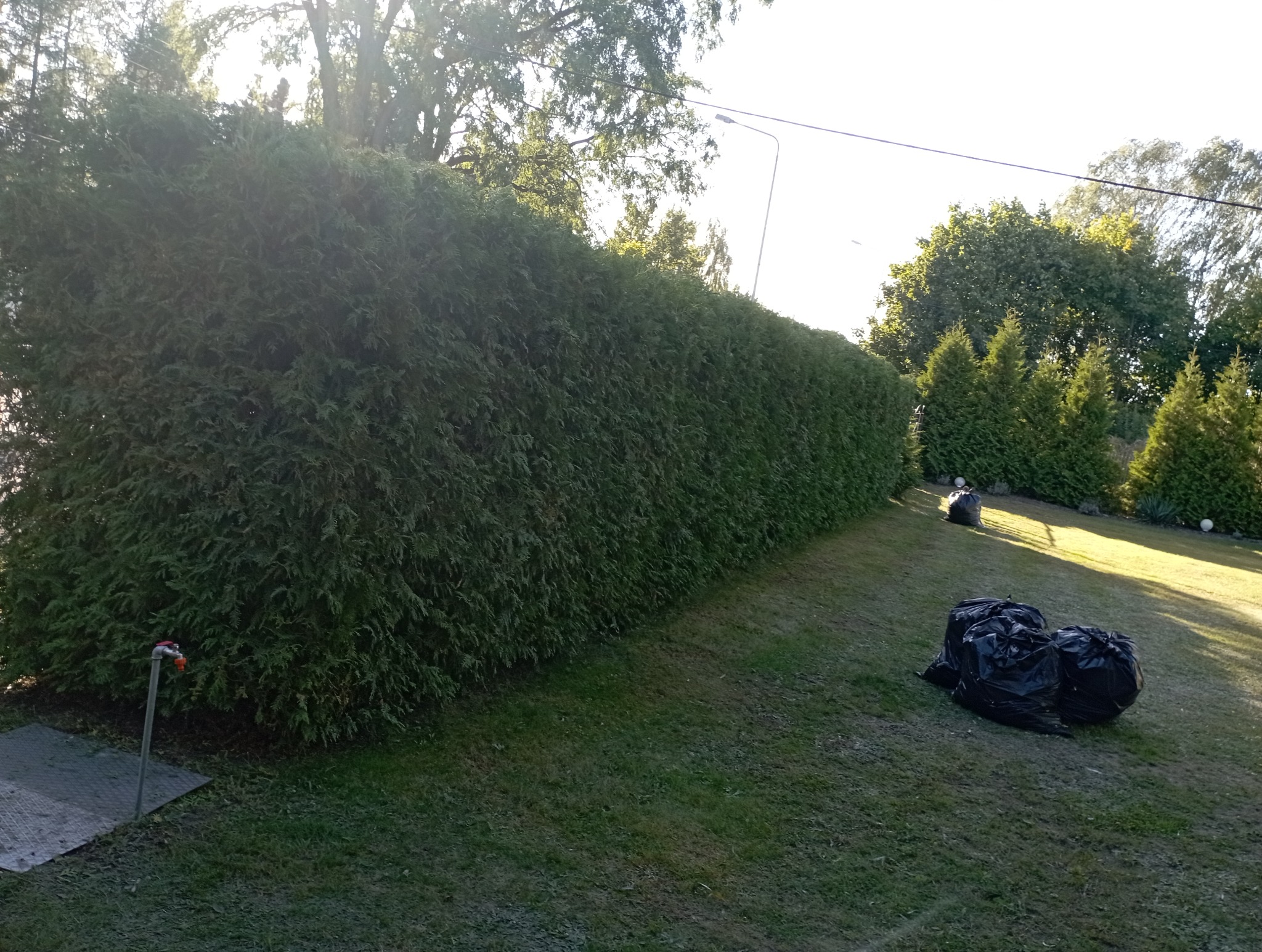 Przycinanie żywopłotu