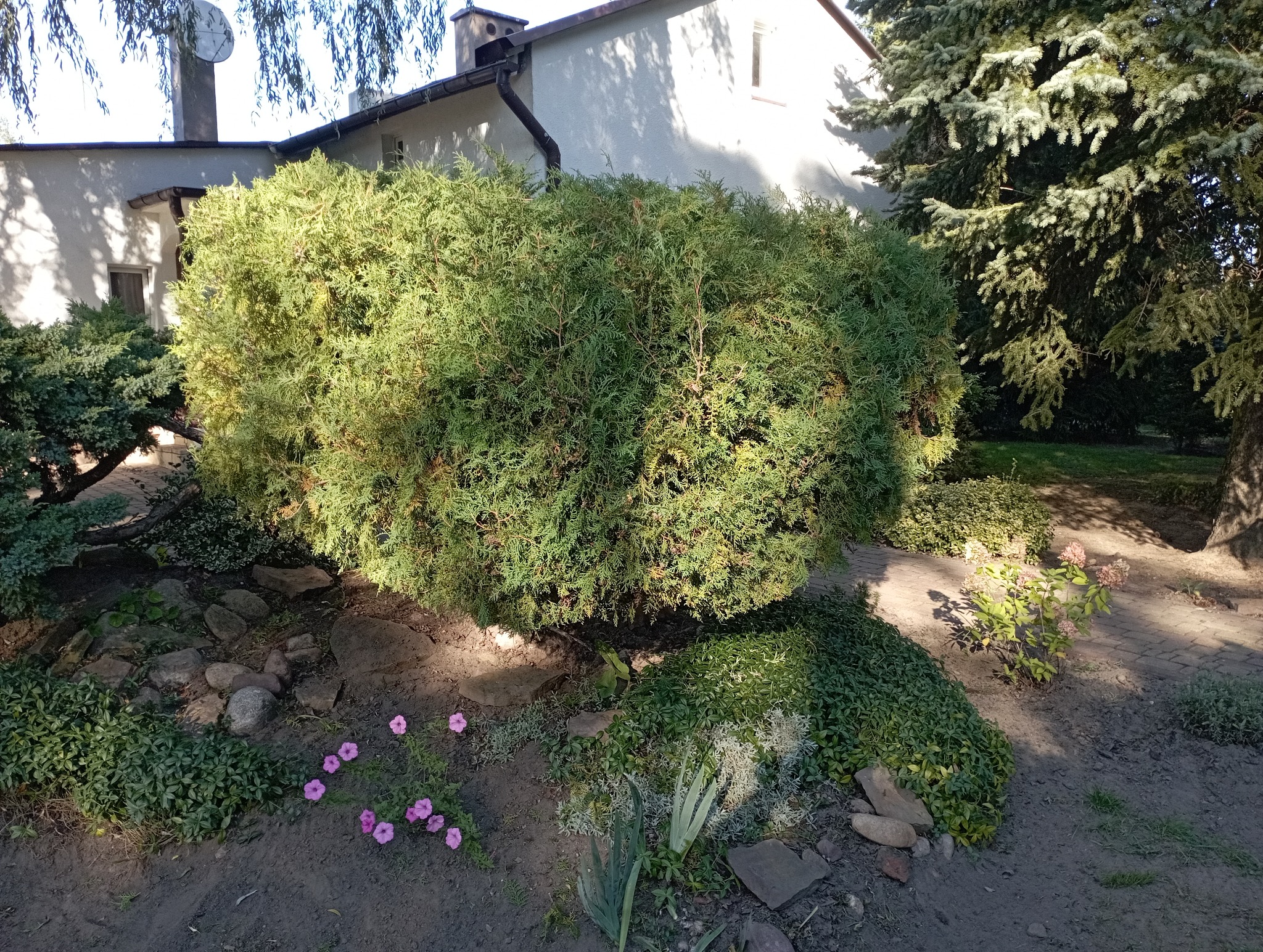 Uformowany, kulisty krzew iglasty w ogrodzie przydomowym, z widocznymi kwiatami i kamieniami. Dom w tle, słoneczny dzień.