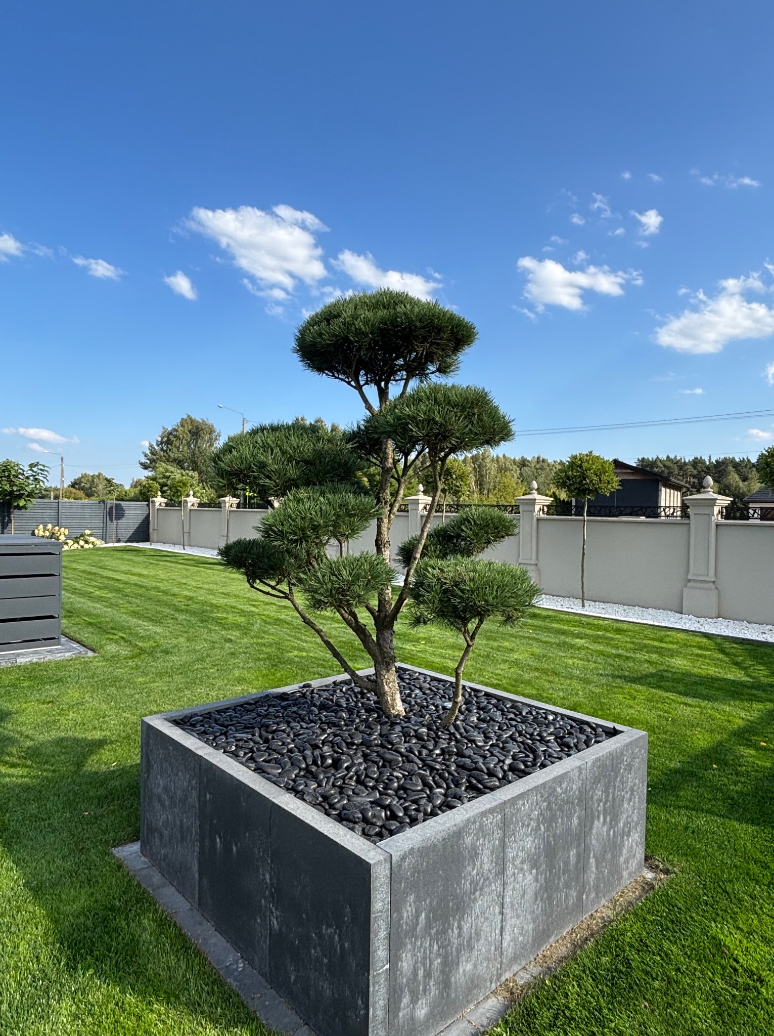 Formowana sosna w betonowej donicy wypełnionej czarnym grysem, na tle zadbanego trawnika i nowoczesnego ogrodzenia. Słoneczny dzień, błękitne niebo z chmurami.