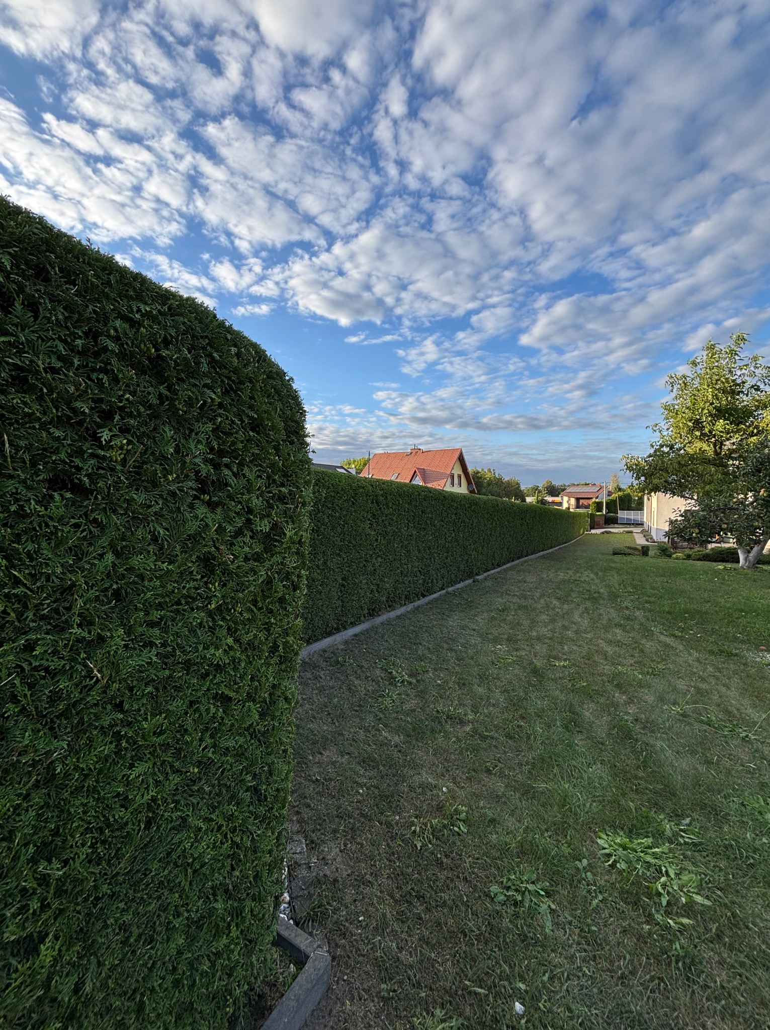 Długi, równo przycięty żywopłot z tui szmaragd na tle zielonego trawnika i błękitnego nieba z chmurami. W tle widoczne domy z czerwonymi dachami.