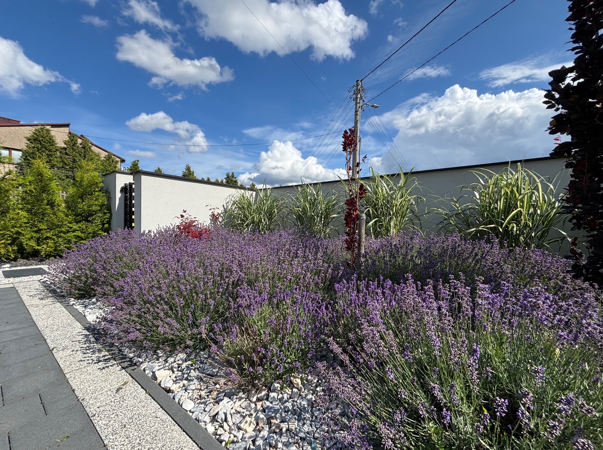 Kwitnąca lawenda w ogrodzie, białe kamienie, nowoczesny mur, błękitne niebo z chmurami. Kompozycja z roślin wzdłuż ścieżki, słup elektryczny w tle.