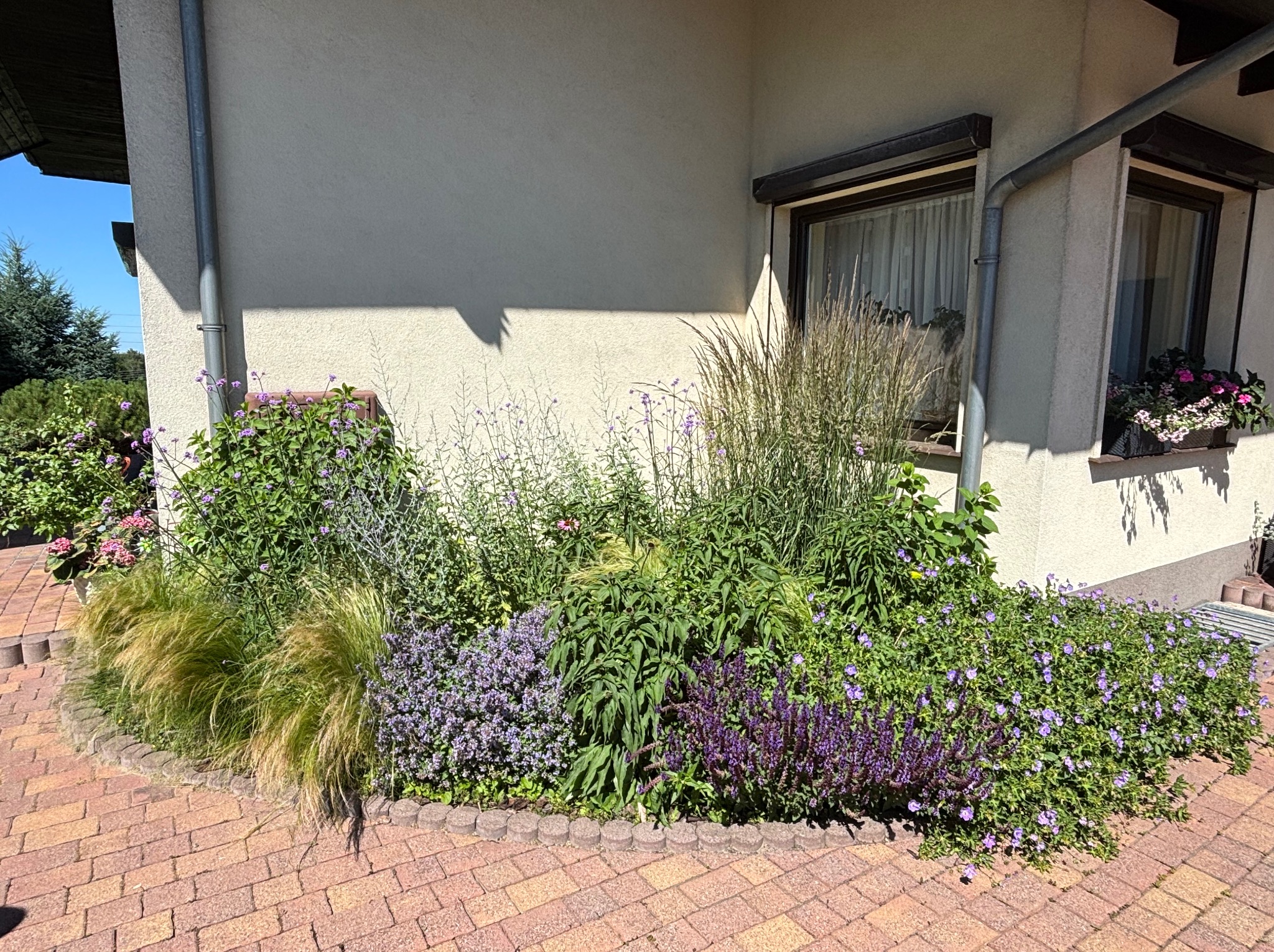 Kaskadowy ogród kwiatowy z fioletowymi i zielonymi roślinami, obrzeżony ceglaną ścieżką, przylegający do ściany budynku z oknami i rynnami.