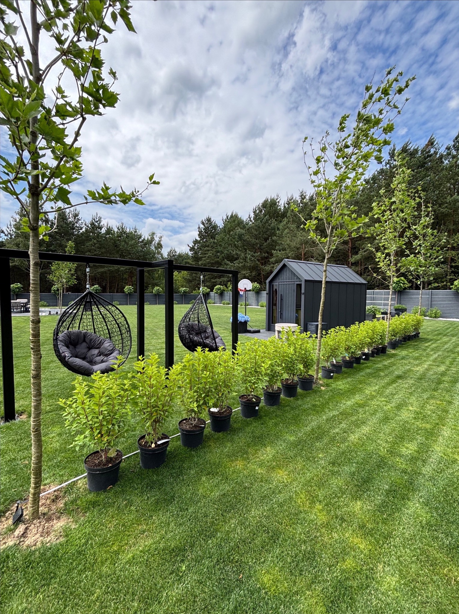 Zadbany ogród z równo przystrzyżonym trawnikiem, rzędem krzewów w donicach i młodymi drzewkami. W tle altana i wiszące fotele.
