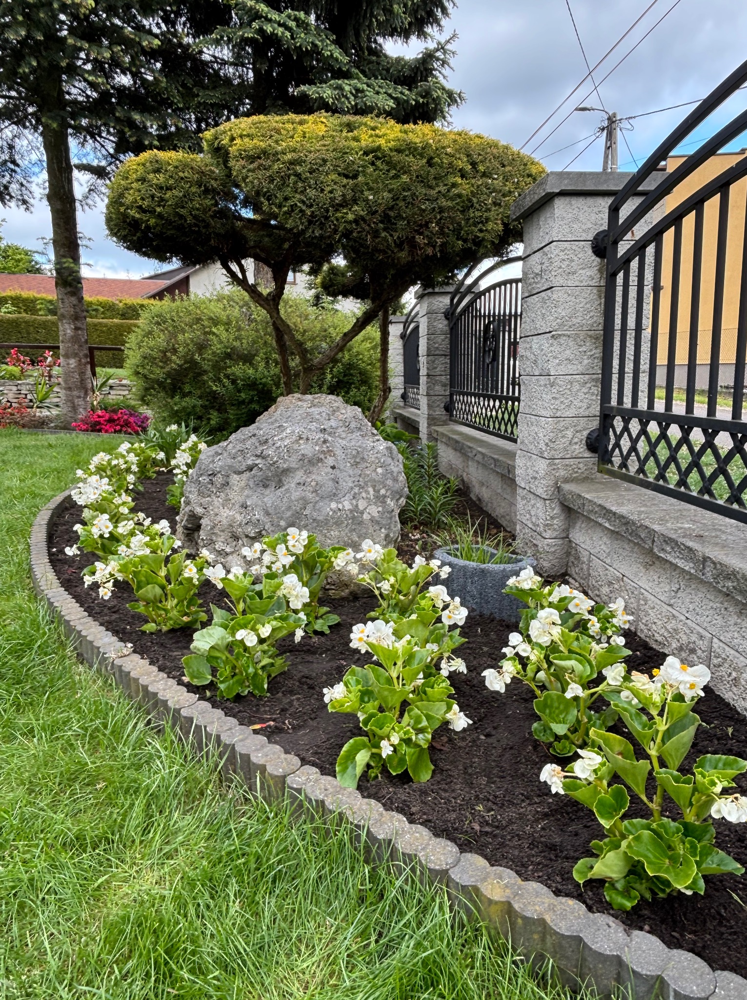 Kaskadowy ogród z białymi begoniami wzdłuż kamiennego obrzeża, z ozdobnym drzewem i dużym głazem w tle, przylegający do kamiennego ogrodzenia z metalowymi przęsłami.