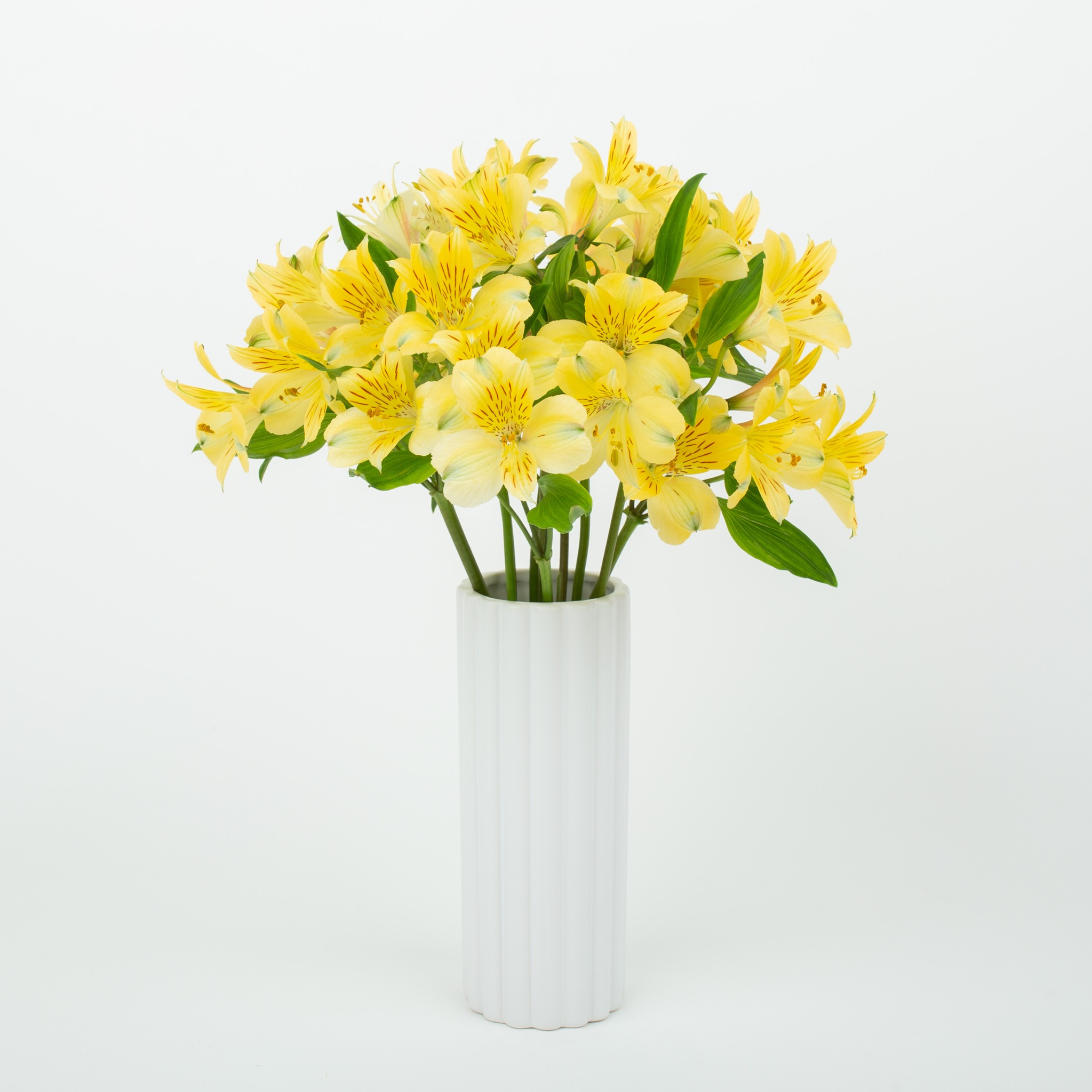 Bukiet żółtych alstremerii w białym, prążkowanym wazonie na jasnym tle. Delikatne kwiaty z ciemnymi prążkami, zielone liście. Kompozycja kwiatowa.