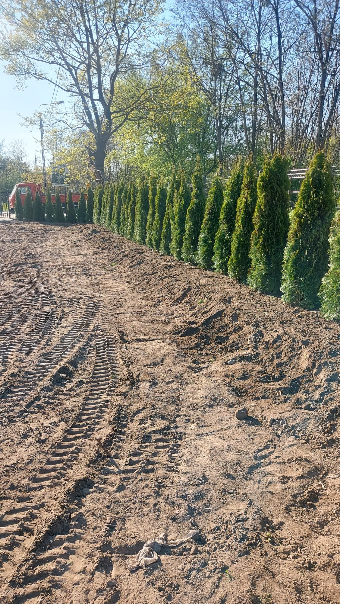 Równy rząd posadzonych, zielonych tuj wzdłuż ogrodzenia. Ślady opon na ziemi sugerują prace ziemne. W tle widoczny sprzęt budowlany i drzewa.