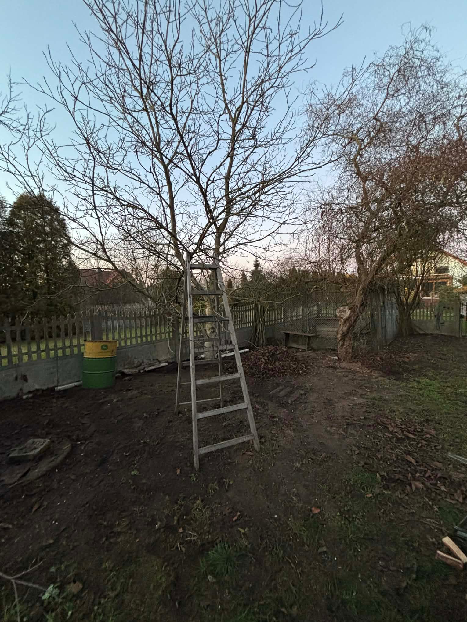 Ogród po wycince drzew: drabina oparta o drzewo, obok zielono-żółty pojemnik na odpady, widoczne ścięte gałęzie i pnie. Prace porządkowe w toku.