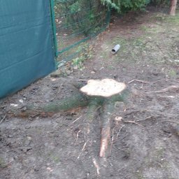 Przed frezowaniem pnia.