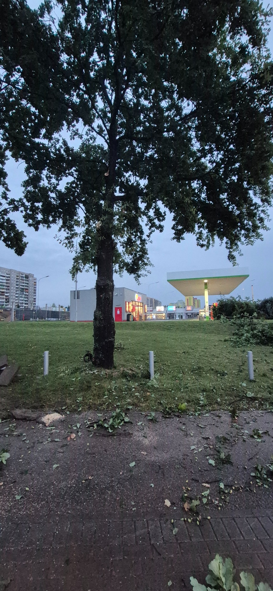 Ścięte gałęzie drzewa leżą na trawniku w miejskim otoczeniu, w tle budynki i stacja benzynowa. Widoczne ślady po cięciu drzewa.