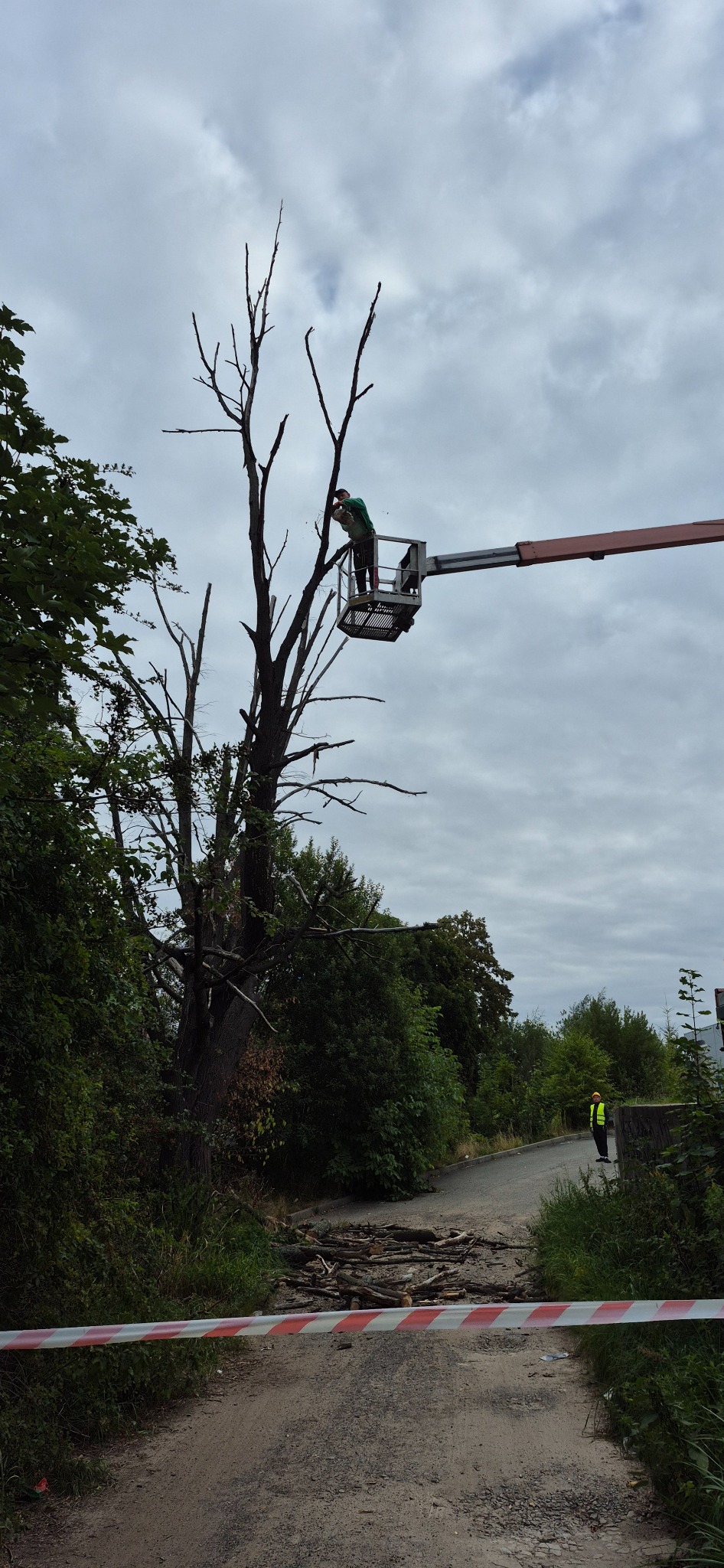Arborysta w koszu podnośnika przy suchej gałęzi drzewa, w tle pochmurne niebo. Na drodze leżą ścięte gałęzie, teren zabezpieczony taśmą. Praca w toku.