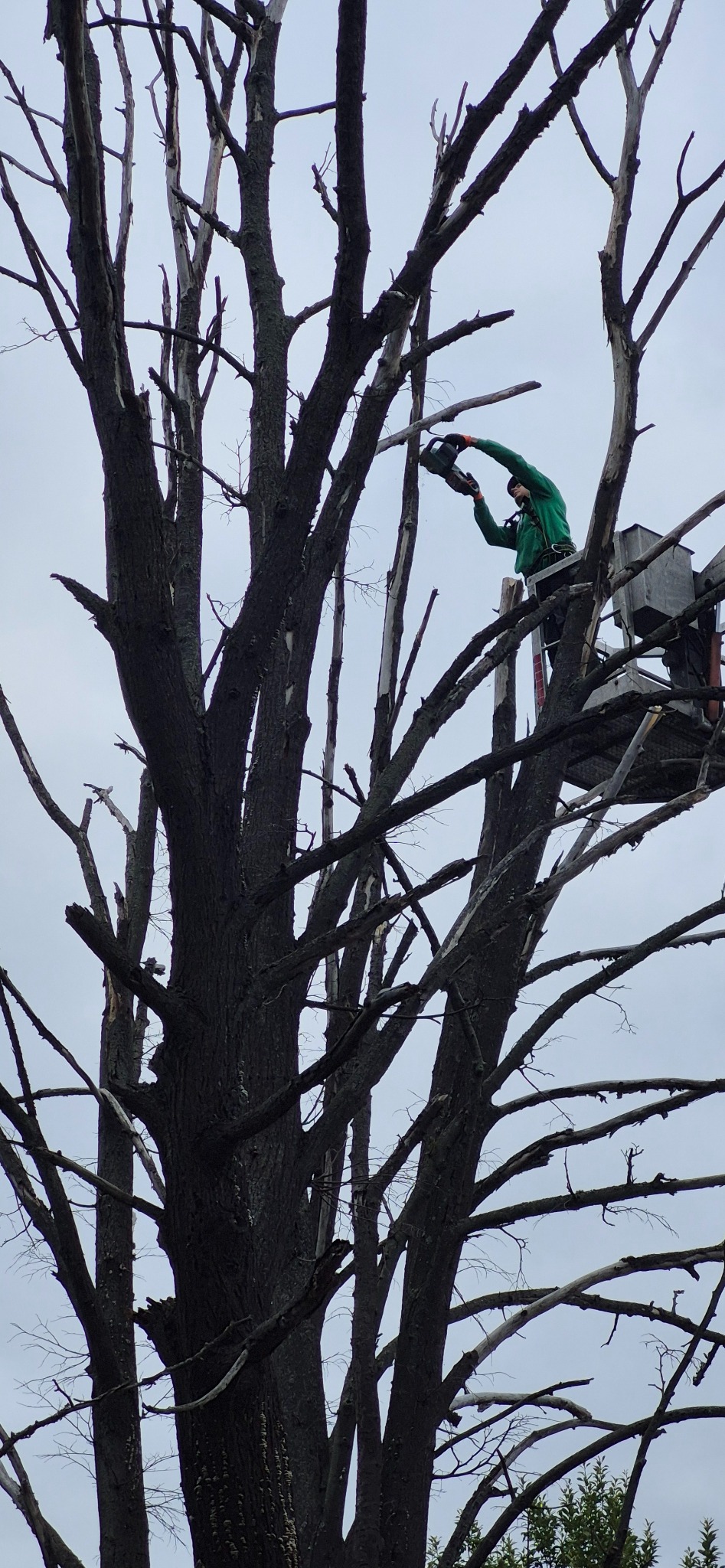 Pracownik w zielonej kurtce na podnośniku koszowym, tnący piłą spalinową suche gałęzie wysokiego, uschniętego drzewa. Szare niebo w tle.