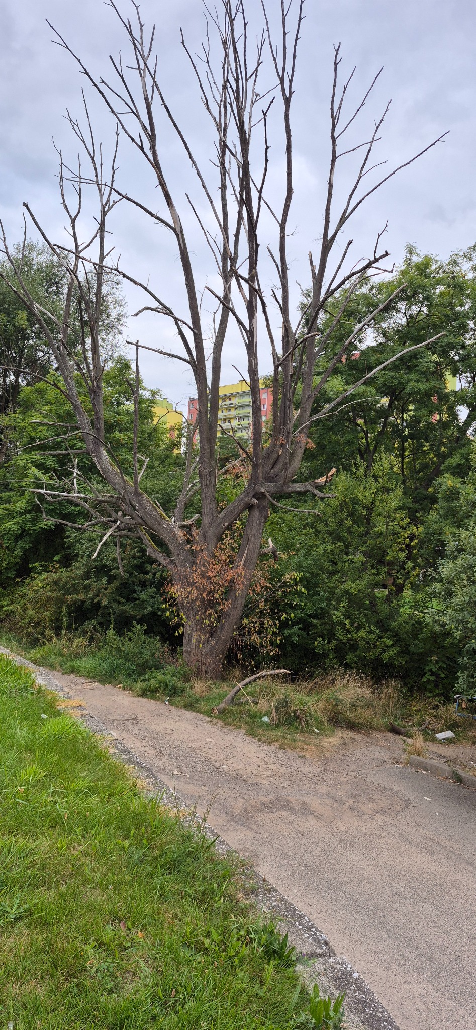 Uschnięte drzewo z brązowymi liśćmi na tle zieleni i bloku mieszkalnego. Widok z poziomu ścieżki.