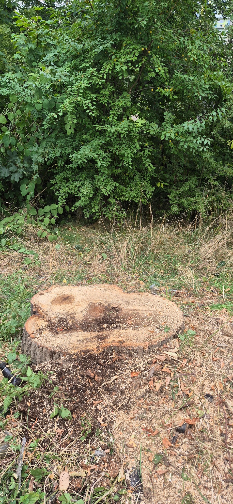 Świeżo ścięty pień drzewa z widocznymi trocinami na tle zieleni. Pień o nieregularnym kształcie, otoczony trawą i liśćmi. Widoczne ślady po cięciu.