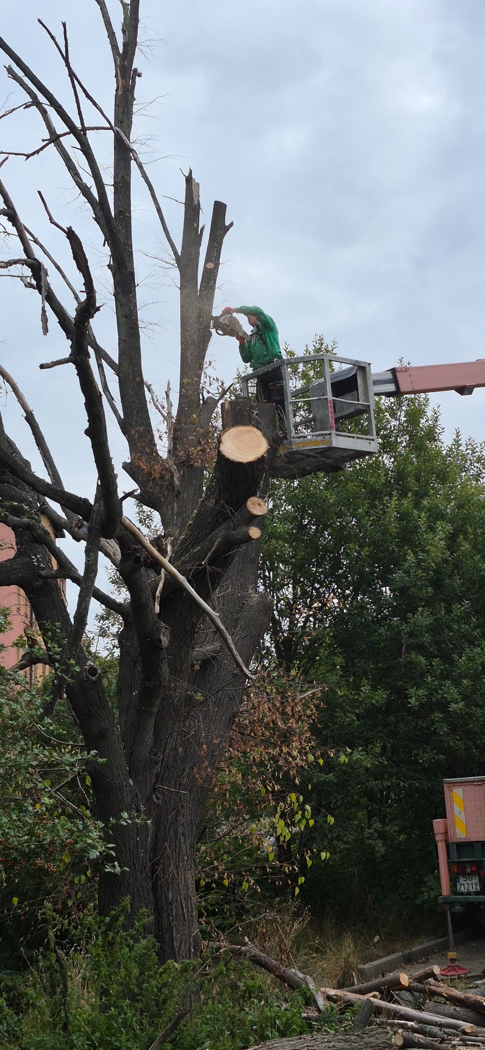 Pracownik w zielonej kurtce na podnośniku tnie konary drzewa piłą spalinową. W tle zieleń drzew i fragment budynku. Ścięte gałęzie leżą na ziemi.