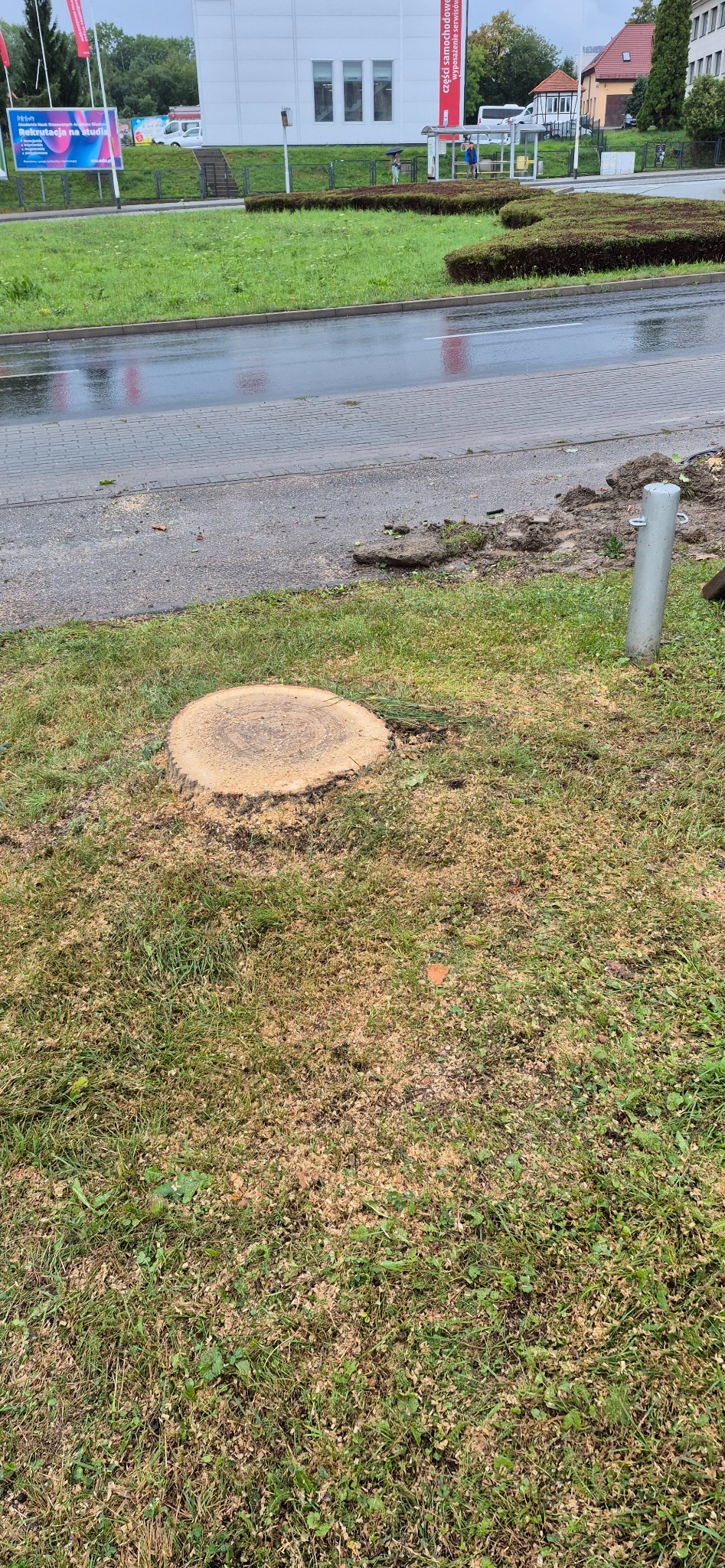 Świeżo ścięty pień drzewa na trawniku miejskim, z widocznymi trocinami. W tle mokra ulica i budynki. Słupki odgradzające trawnik. Pochmurny dzień.
