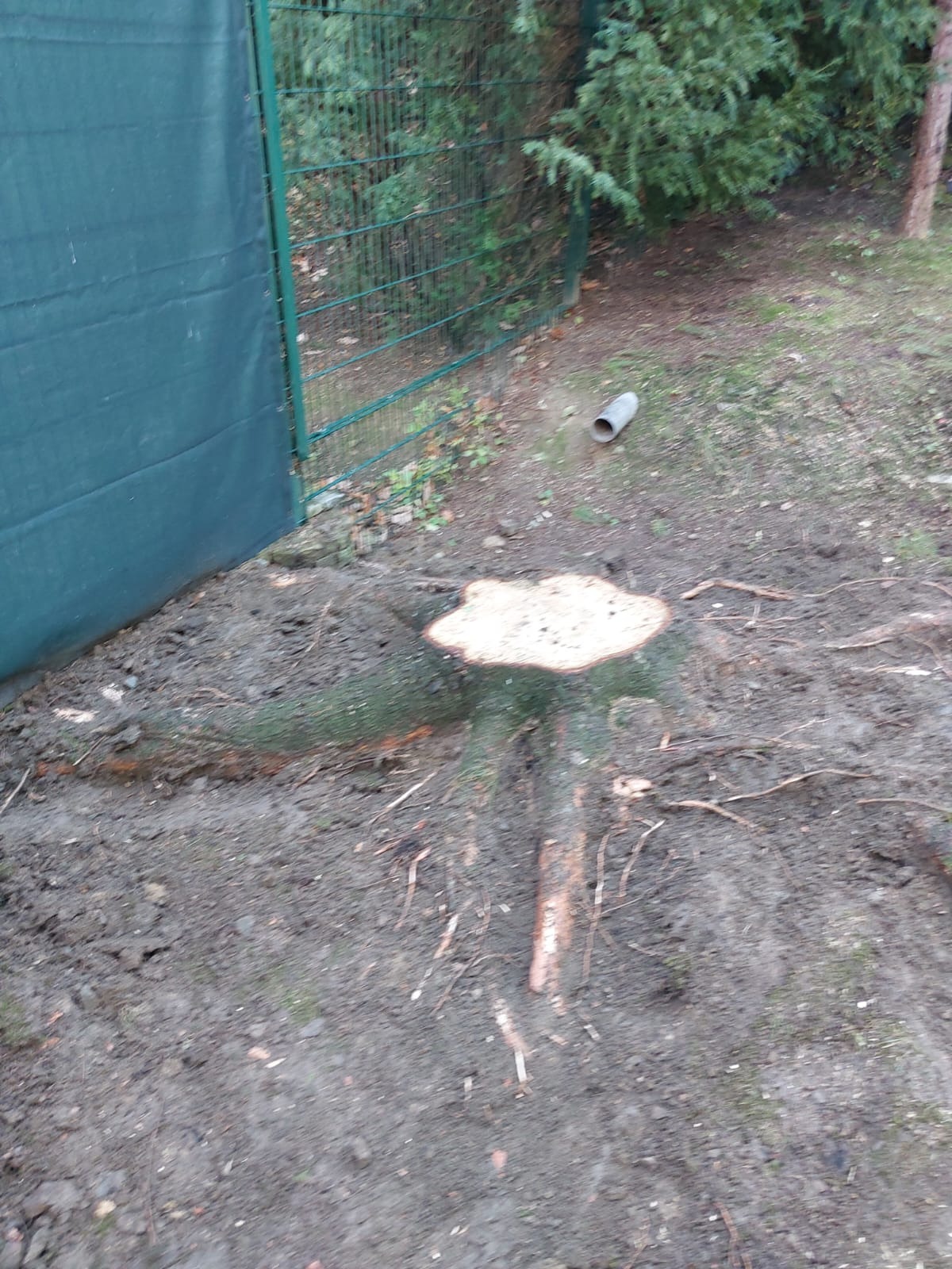 Przed frezowaniem pnia.