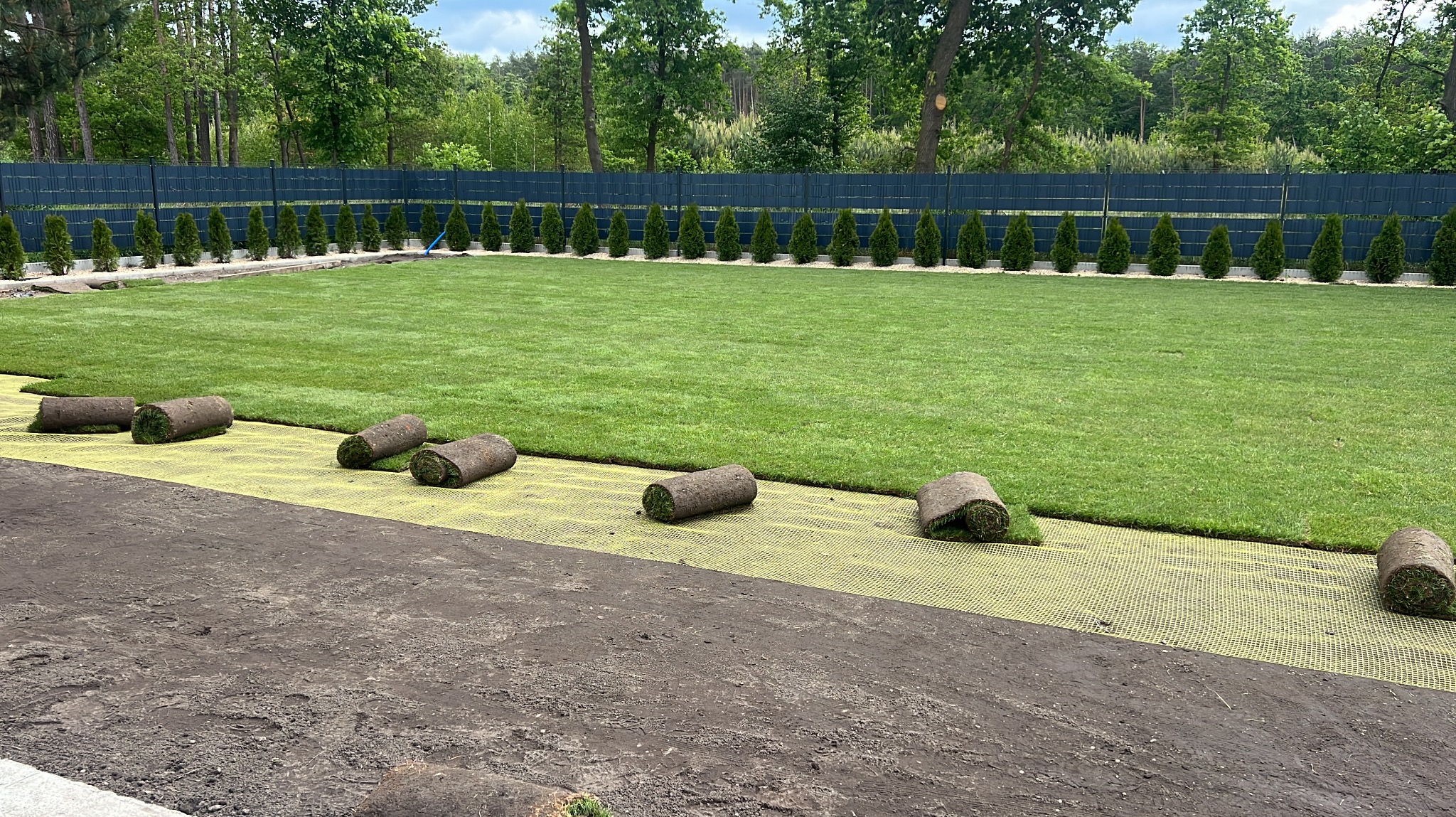 Rozwinięte rolki trawy na żółtej siatce, częściowo ułożone na przygotowanym podłożu. W tle zielony trawnik, rząd tuj i ciemnozielone ogrodzenie.